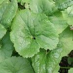 Ligularia dentata Blatt