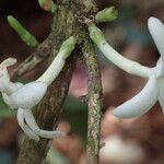 Belonophora coffeoides Blomst