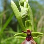 Ophrys insectifera Fula