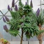 Echium strictum Листок