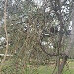 Casuarina glauca Levél