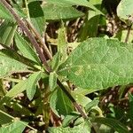Aspilia mossambicensis Hoja