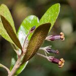 Pittosporum poumense 整株植物