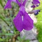 Iris laevigata Květ