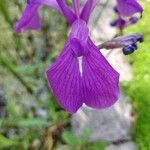 Iris laevigata പുഷ്പം