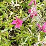 Phlox subulata Flors