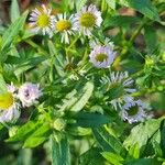 Erigeron strigosus पत्ता