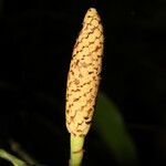 Heteropsis flexuosa Fruto