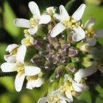 Arabis planisiliqua Virág