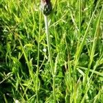 Cirsium dissectum Habit