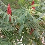 Rhus typhinaЛіст