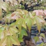 Acer buergerianum Blad