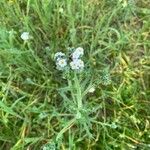 Cryptantha clevelandii Lehti