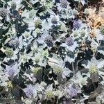 Eryngium maritimumFlower