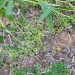 Verbesina alternifolia Folla