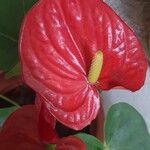 Anthurium andraeanumপাতা