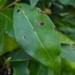 Ligustrum ovalifolium Blatt