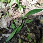 Pilosella piloselloides 葉