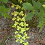 Baptisia bracteata Habit