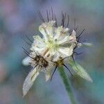 Scabiosa cinerea Плід