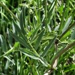 Vicia onobrychioides Lehti