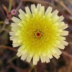 Malacothrix glabrata Flower