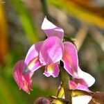 Bletia purpurea Flor