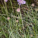 Lomelosia graminifolia Habitat