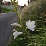 Watsonia borbonica Blüte