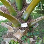Sabal causiarum Bark