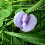 Centrosema virginianum Flower