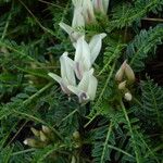 Astragalus genargenteus Çiçek