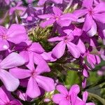 Phlox pilosa Květ