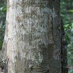 Virola michelii Corteza