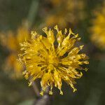 Thelesperma megapotamicum Lorea