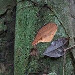 Julbernardia seretii Corteza