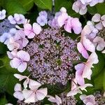 Hydrangea serrata Flower