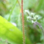 Erodium cicutarium Azala