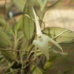 Angraecum angustipetalum Blüte