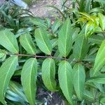Polyscias sambucifolia Hoja