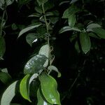 Sparattanthelium wonotoboense Delienn