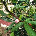 Hibiscus sabdariffa Blad