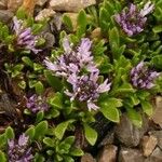 Globularia repens Fleur