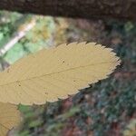 Zelkova serrata Leaf