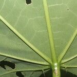 Cnidoscolus megacanthus Hoja