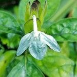 Ecbolium viride Λουλούδι
