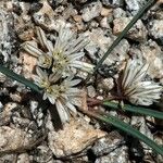 Allium obtusum Cvet