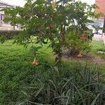 Brugmansia versicolor Vekstform