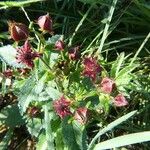 Comarum palustre Habit