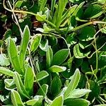 Antennaria carpatica Leaf